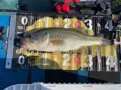 ラージマウスバスの釣果