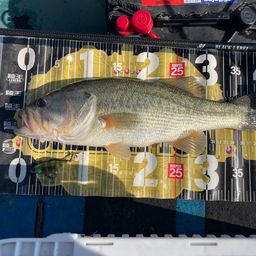 ラージマウスバス