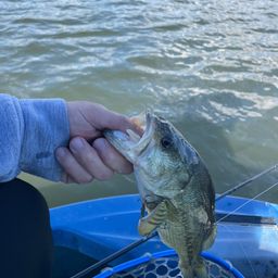 ラージマウスバス