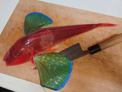 ホウボウの釣果