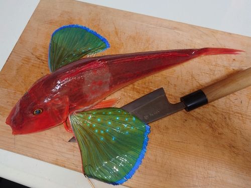 ホウボウの釣果