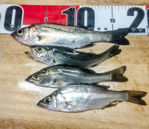 セイゴ（マルスズキ）の釣果