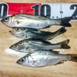 セイゴ（マルスズキ）