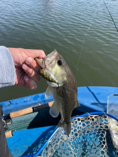 ラージマウスバスの釣果
