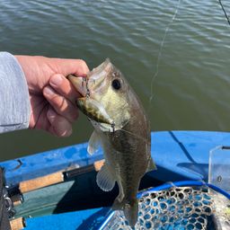 ラージマウスバス