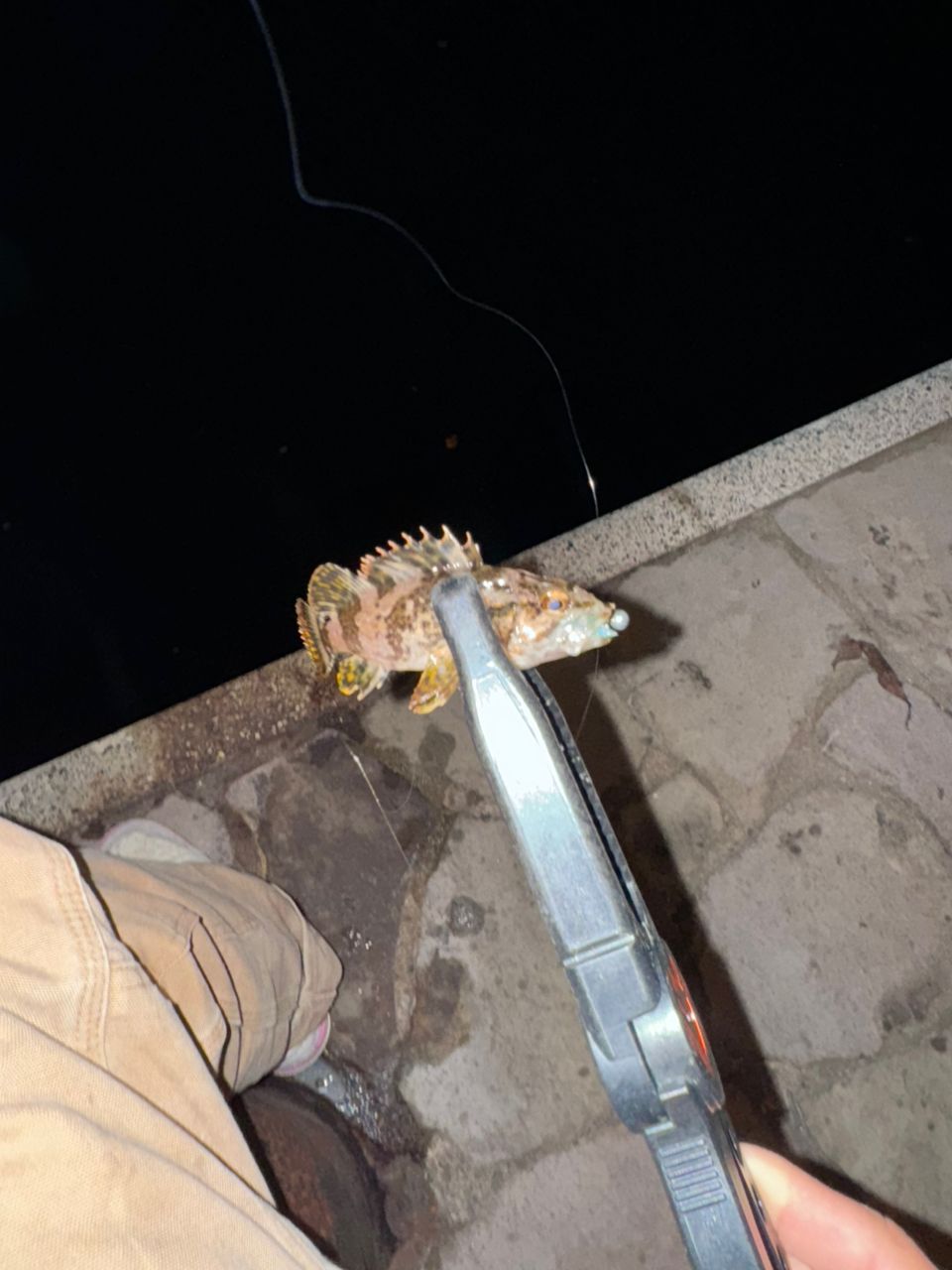 タケノコメバル