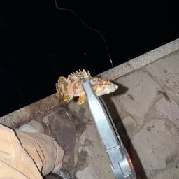 タケノコメバル