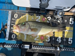 ラージマウスバスの釣果
