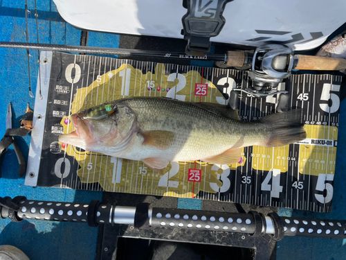 ラージマウスバスの釣果