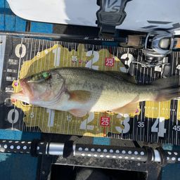 ラージマウスバス