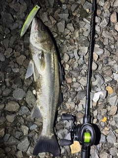 スズキの釣果