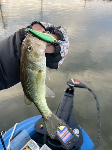 ラージマウスバスの釣果