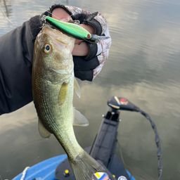 ラージマウスバス