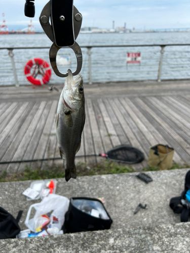 木津川（大阪）