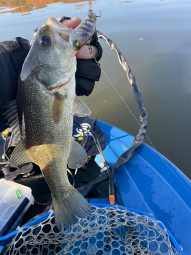 ラージマウスバスの釣果