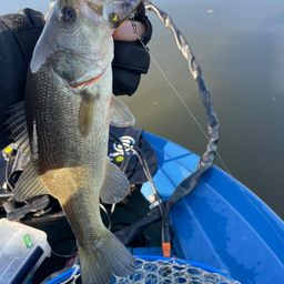 ラージマウスバス