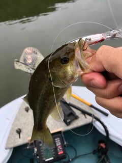 ラージマウスバスの釣果