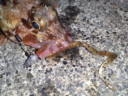 カサゴの釣果