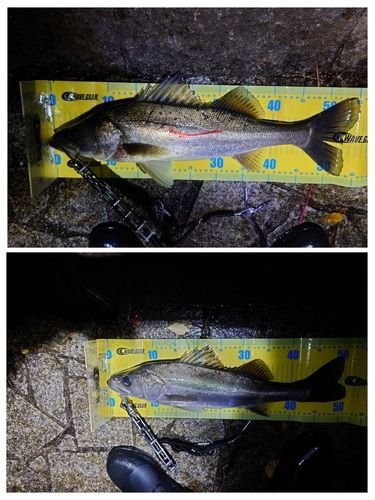 シーバスの釣果