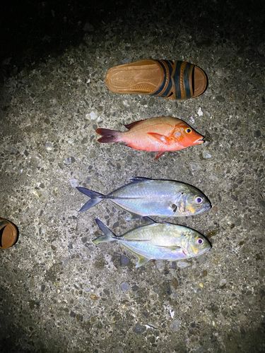 ヒメフエダイの釣果