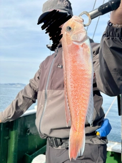 シロアマダイの釣果
