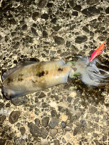 アオリイカの釣果