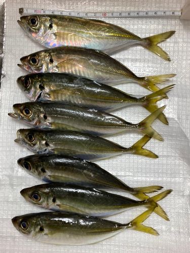 アジの釣果