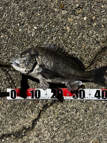 クロダイの釣果