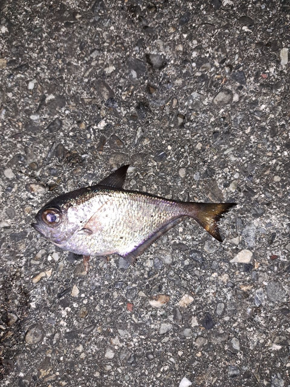 ミナミハタンポ