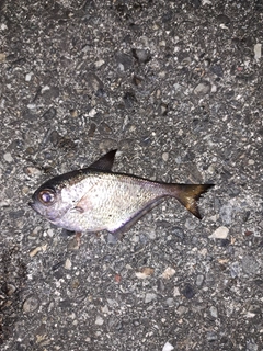 ミナミハタンポの釣果