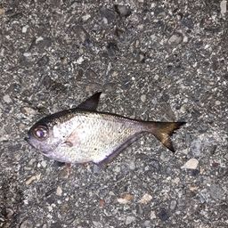 ミナミハタンポ