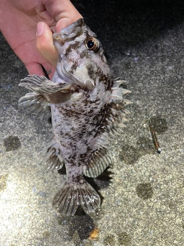 ムラソイの釣果