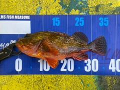 ウッカリカサゴの釣果