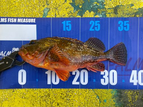 ウッカリカサゴの釣果