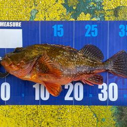 ウッカリカサゴ