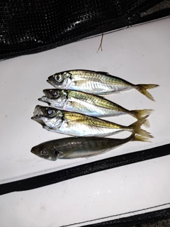 マアジの釣果