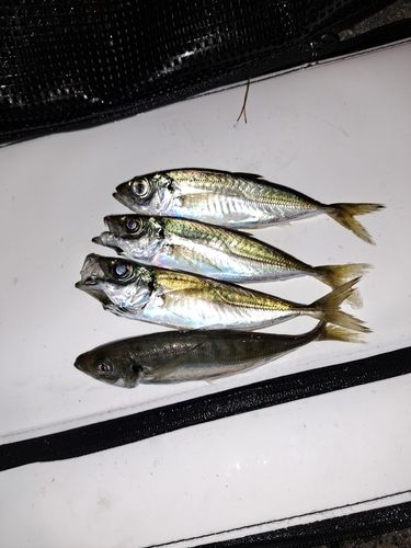 マアジの釣果