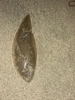 シタビラメの釣果