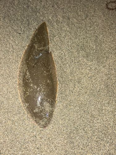 シタビラメの釣果