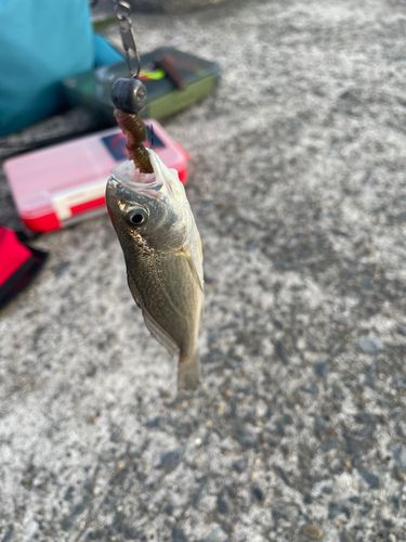 イシモチの釣果