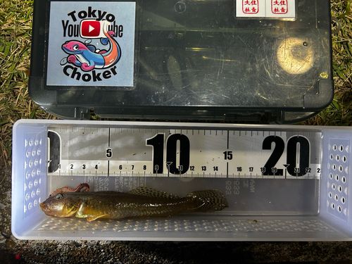 マハゼの釣果