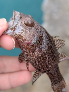 ゴマフエダイの釣果