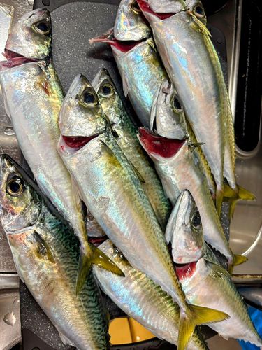 ゴマサバの釣果