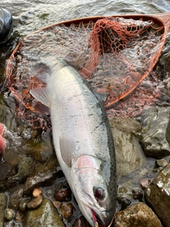 ニジマスの釣果