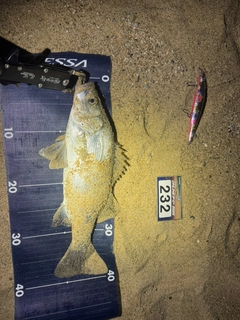 ヒラスズキの釣果