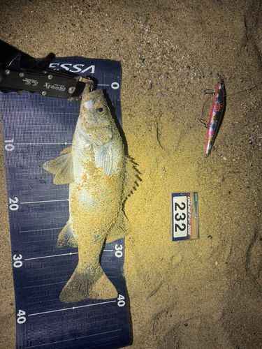 ヒラスズキの釣果