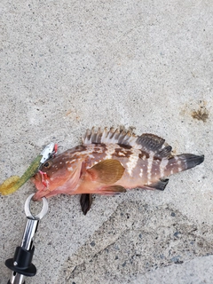 キジハタの釣果