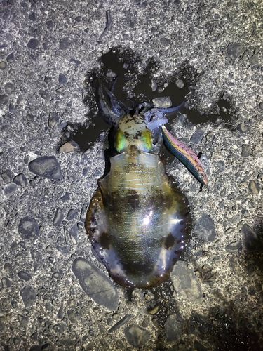 アオリイカの釣果