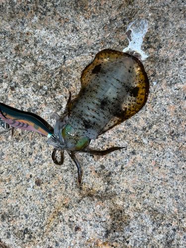 アオリイカの釣果