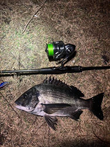 チヌの釣果